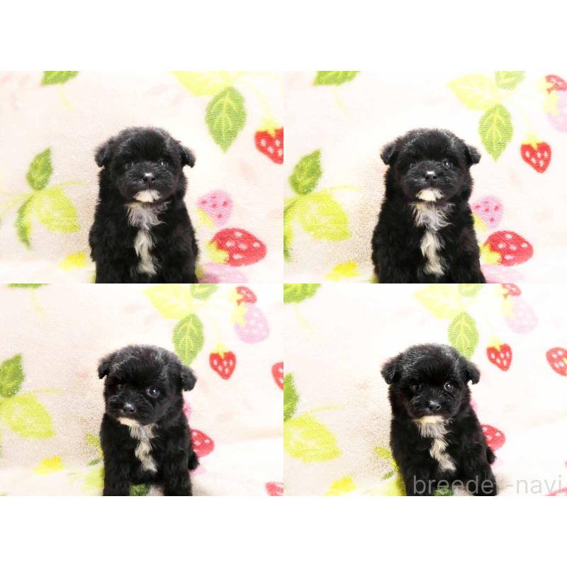 販売中の千葉県のチワプー:チワワ×トイプードル-429467の4枚目