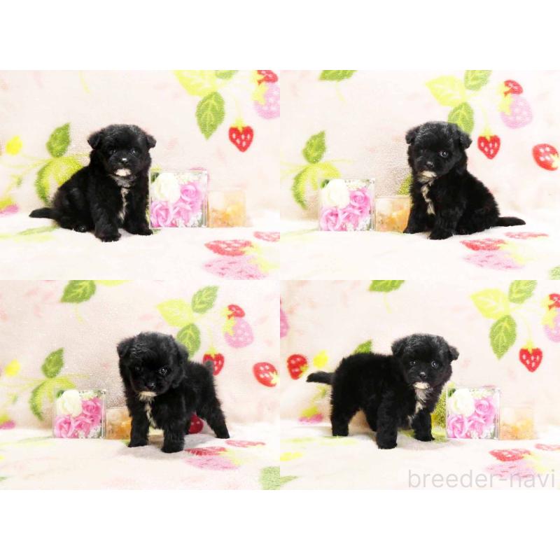 販売中の千葉県のチワプー:チワワ×トイプードル-429467の3枚目