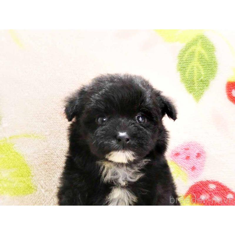 販売中の千葉県のチワプー:チワワ×トイプードル-429467の2枚目