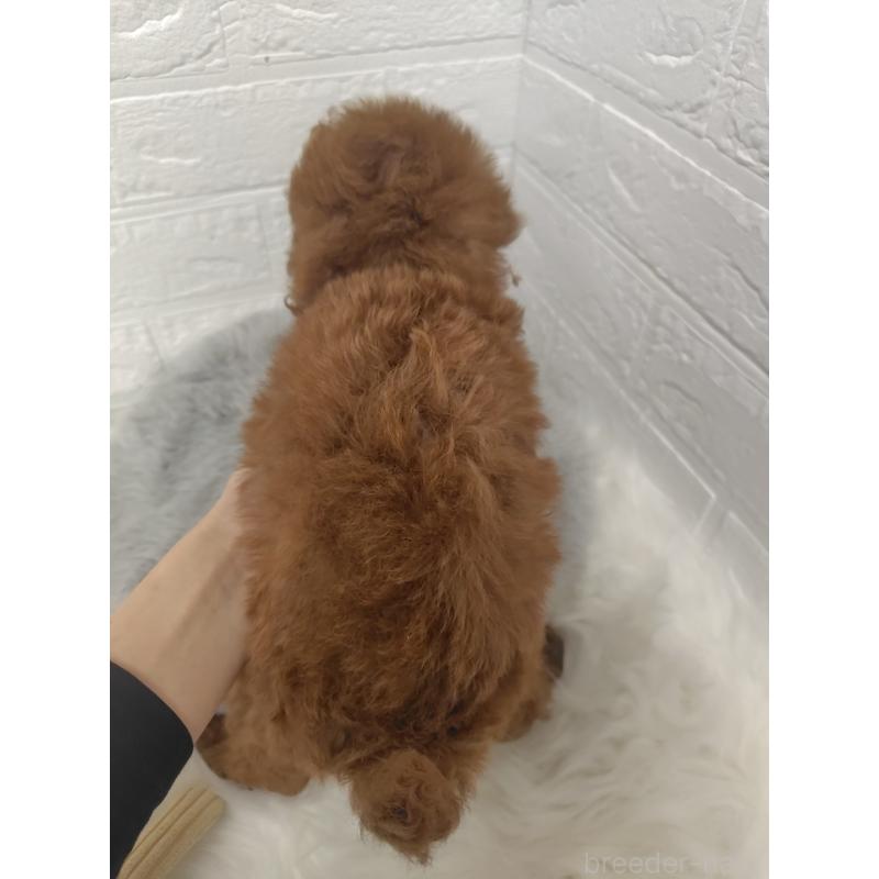 販売中の岡山県のタイニープードル-421787の2枚目