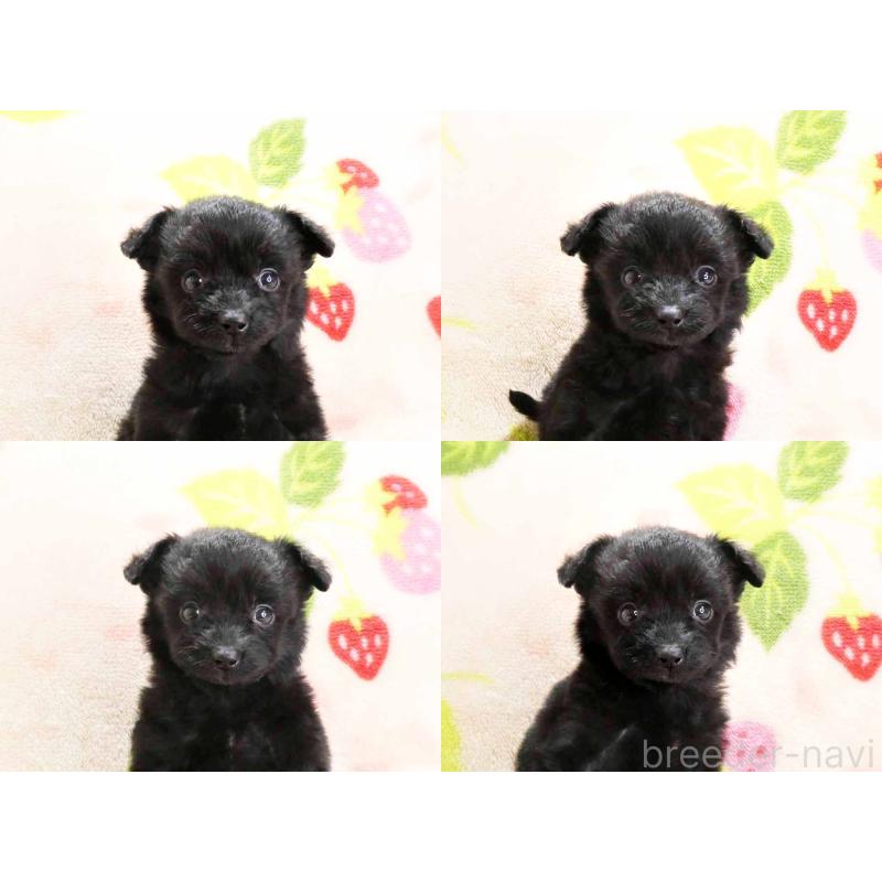 販売中の千葉県のチワプー:チワワ×トイプードル-429469の6枚目