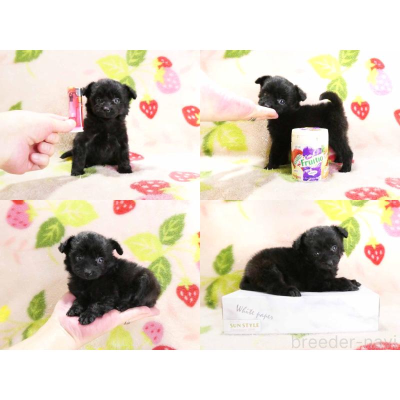 販売中の千葉県のチワプー:チワワ×トイプードル-429469の5枚目