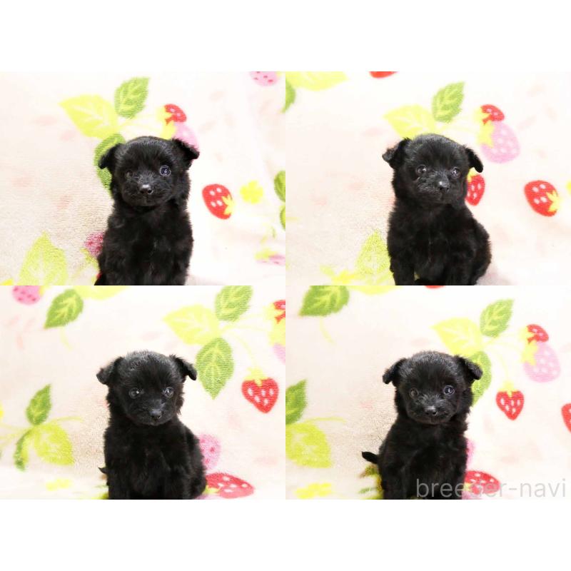 販売中の千葉県のチワプー:チワワ×トイプードル-429469の4枚目