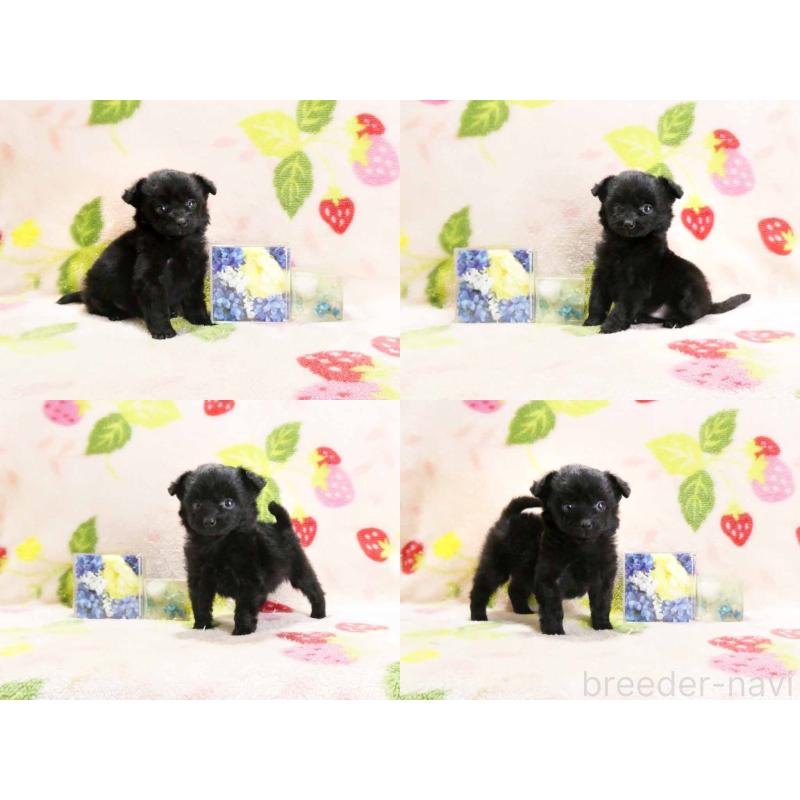 販売中の千葉県のチワプー:チワワ×トイプードル-429469の3枚目