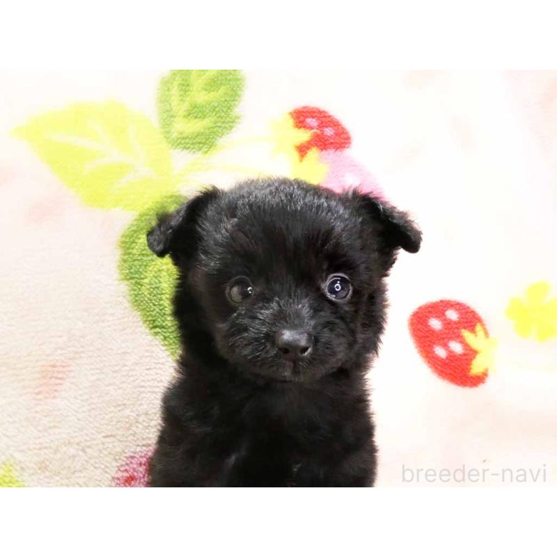 販売中の千葉県のチワプー:チワワ×トイプードル-429469の2枚目