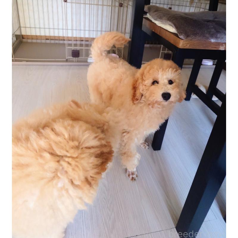 商談中の栃木県のトイプードル-429471の10枚目