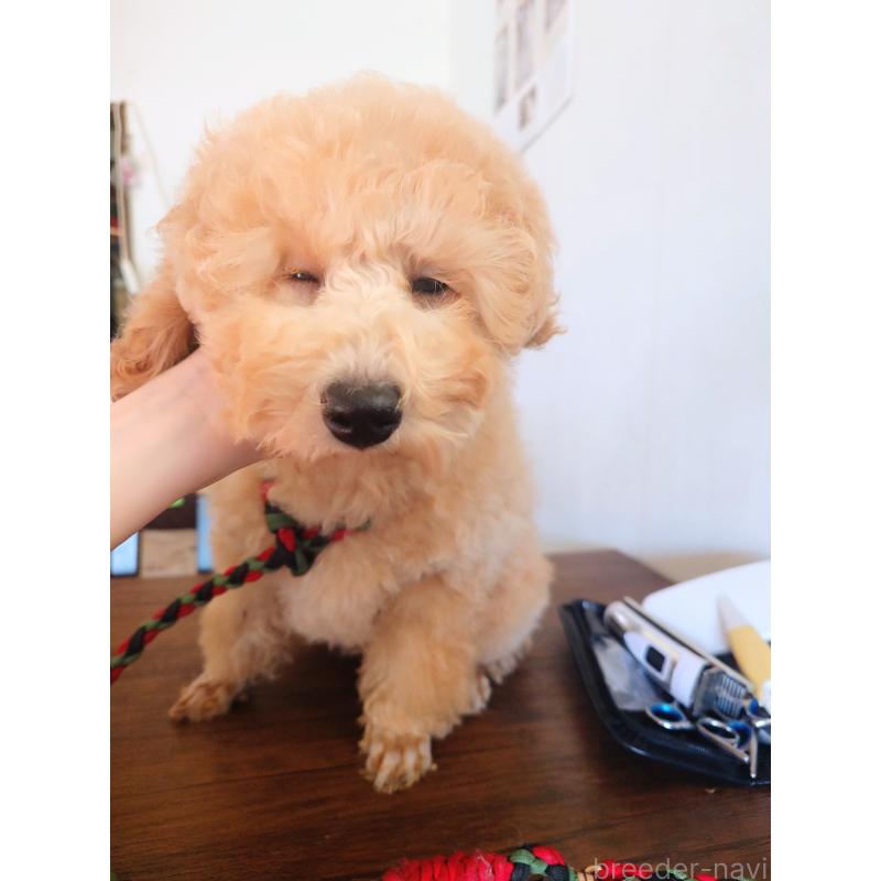 商談中の栃木県のトイプードル-429471の7枚目