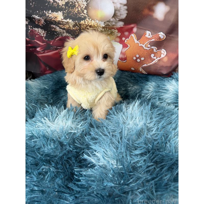 販売中の沖縄県のマルプー:マルチーズ×トイプードル-429468の7枚目