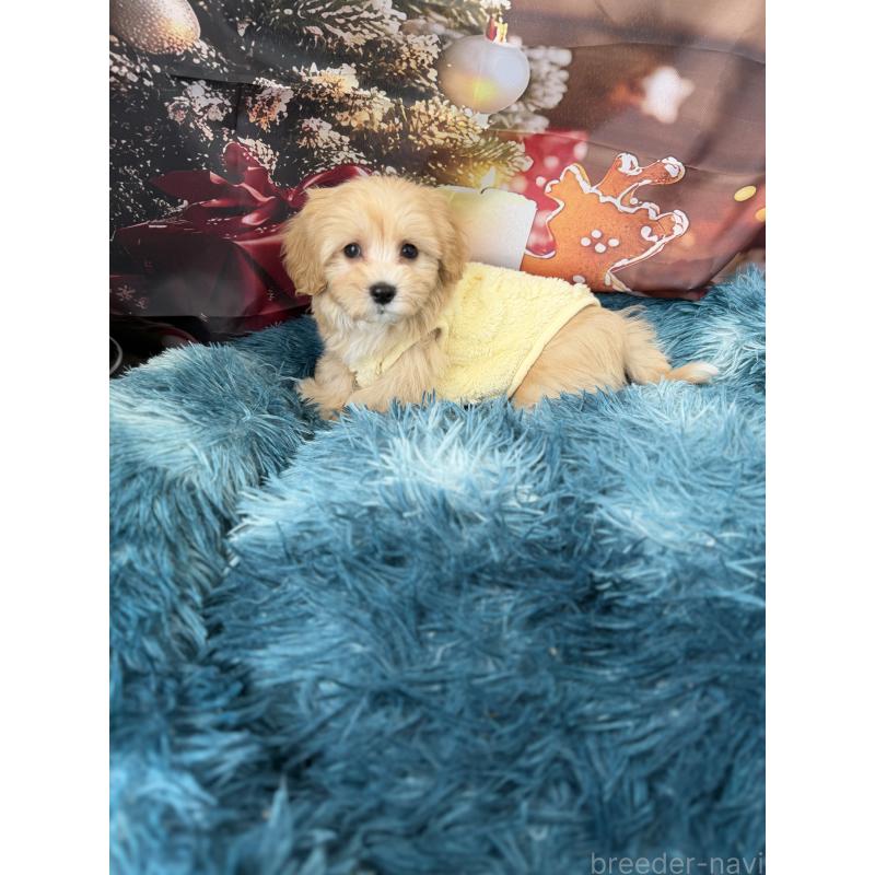 販売中の沖縄県のマルプー:マルチーズ×トイプードル-429468の6枚目