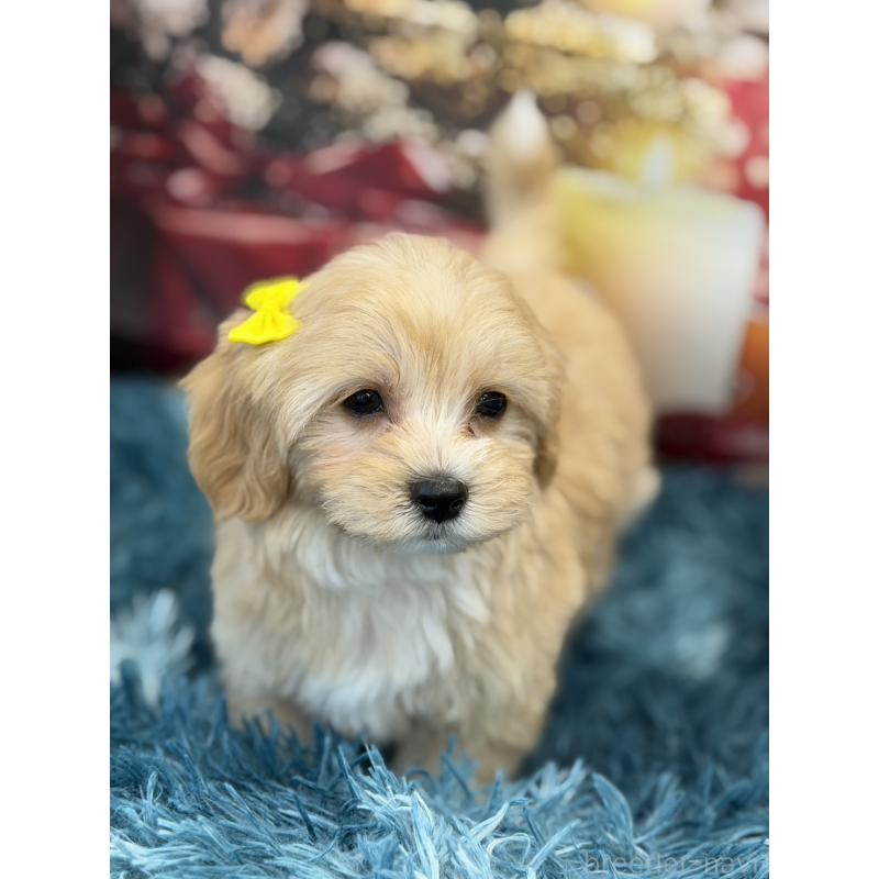 販売中の沖縄県のマルプー:マルチーズ×トイプードル-429468の5枚目