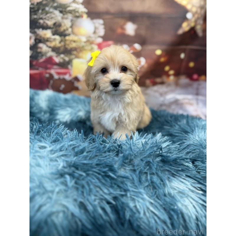 販売中の沖縄県のマルプー:マルチーズ×トイプードル-429468の4枚目