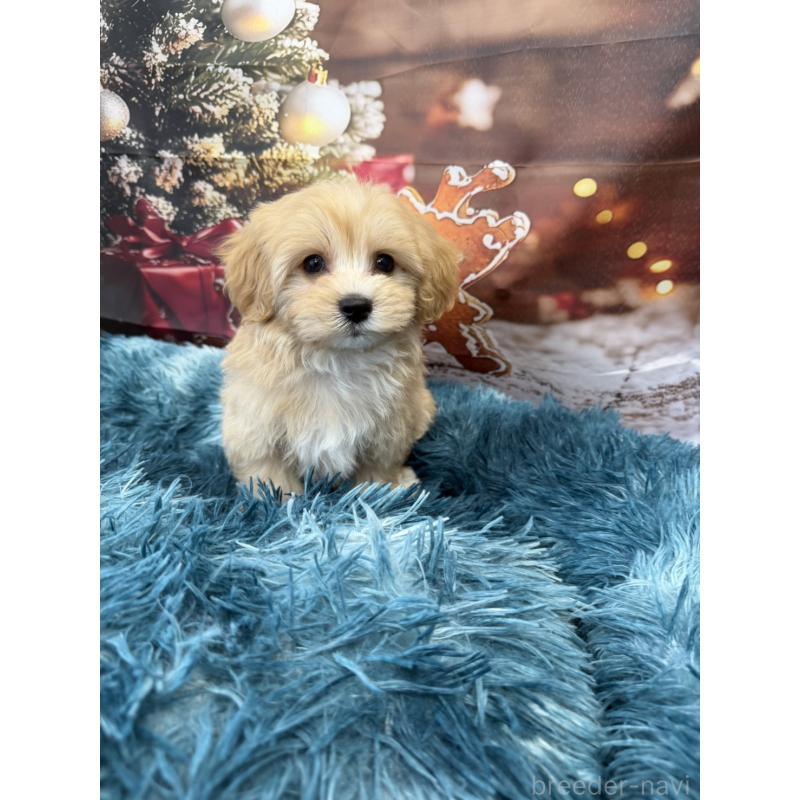 販売中の沖縄県のマルプー:マルチーズ×トイプードル-429468の3枚目