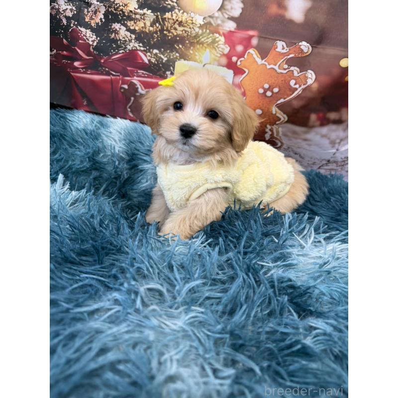 販売中の沖縄県のマルプー:マルチーズ×トイプードル-429468の2枚目