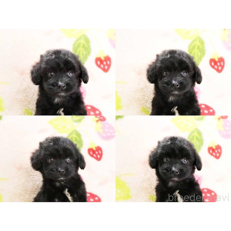 販売中の千葉県のチワプー:チワワ×トイプードル-429470の6枚目