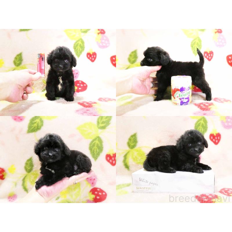 販売中の千葉県のチワプー:チワワ×トイプードル-429470の5枚目