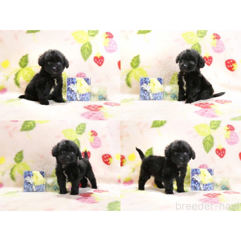 販売中の千葉県のチワプー:チワワ×トイプードル-429470の3枚目