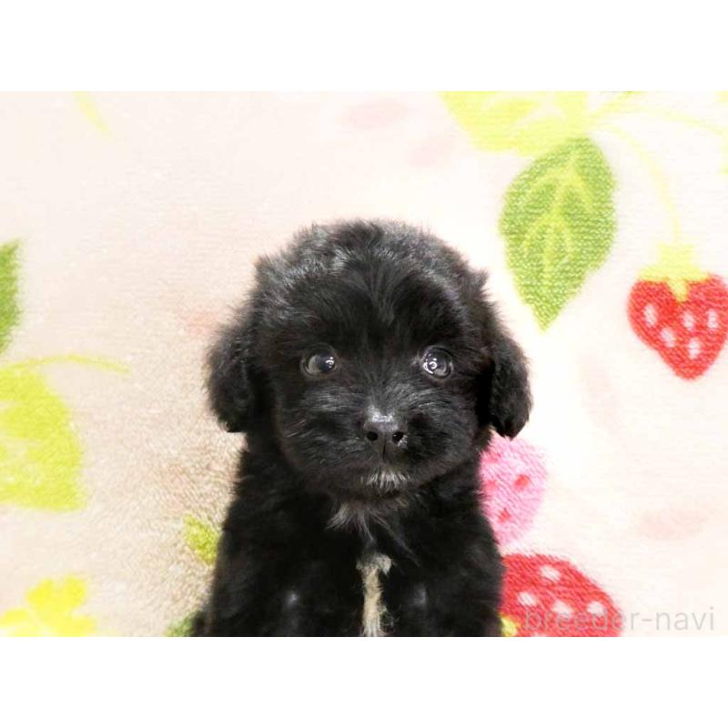 販売中の千葉県のチワプー:チワワ×トイプードル-429470の2枚目