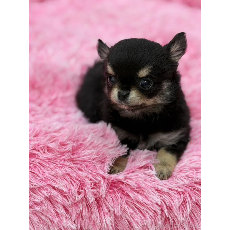 販売中の沖縄県のチワワ(ロングコート)-429472の5枚目