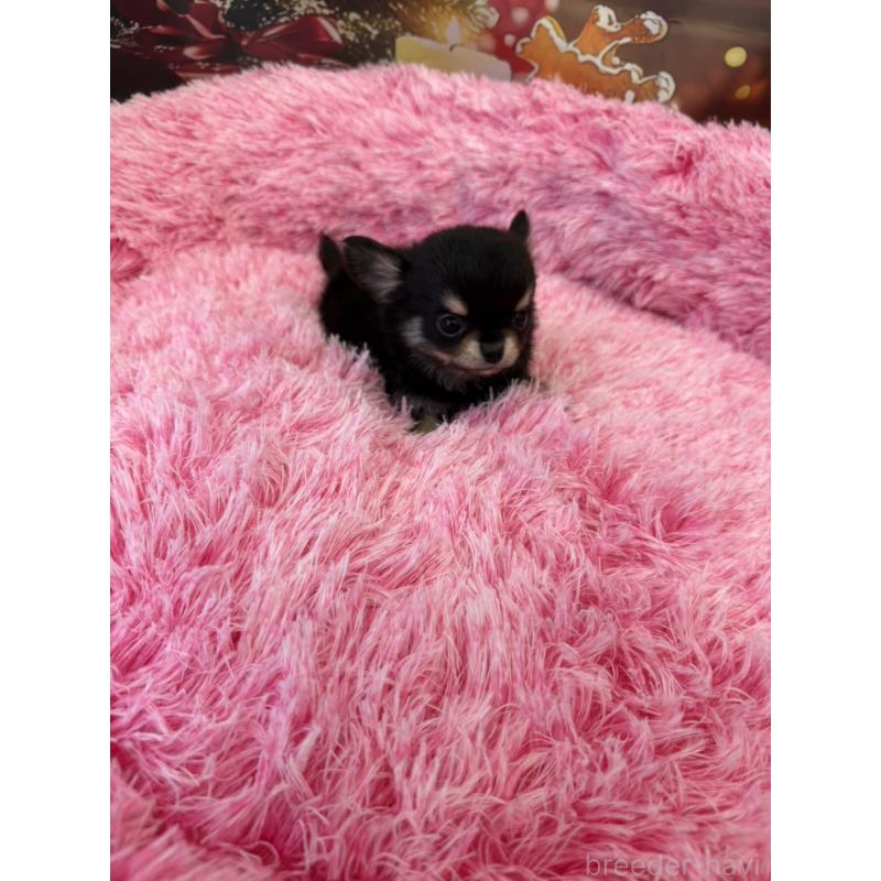 販売中の沖縄県のチワワ(ロングコート)-429472の4枚目