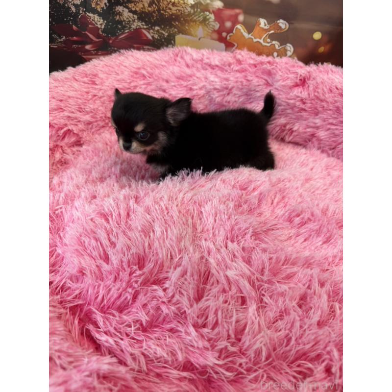 販売中の沖縄県のチワワ(ロングコート)-429472の3枚目