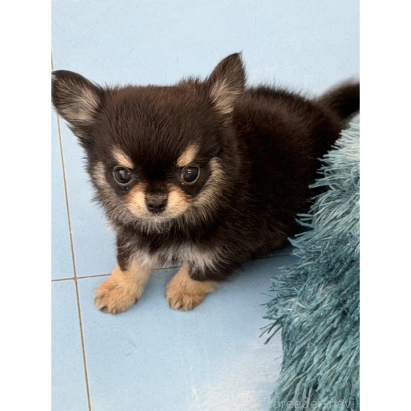 販売中の沖縄県のチワワ(ロングコート)-429472の1枚目