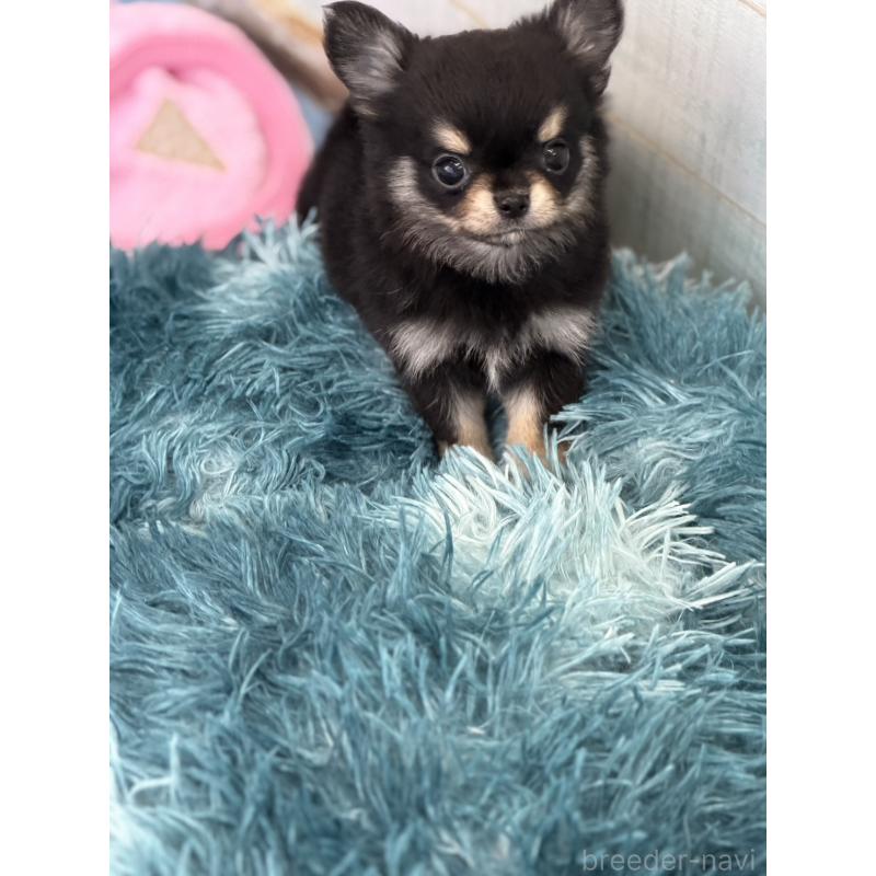 販売中の沖縄県のチワワ(ロングコート)-429472の2枚目