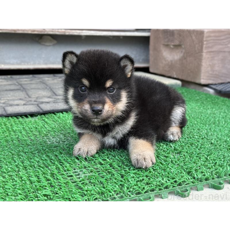 販売中の岡山県の柴犬-429473の5枚目