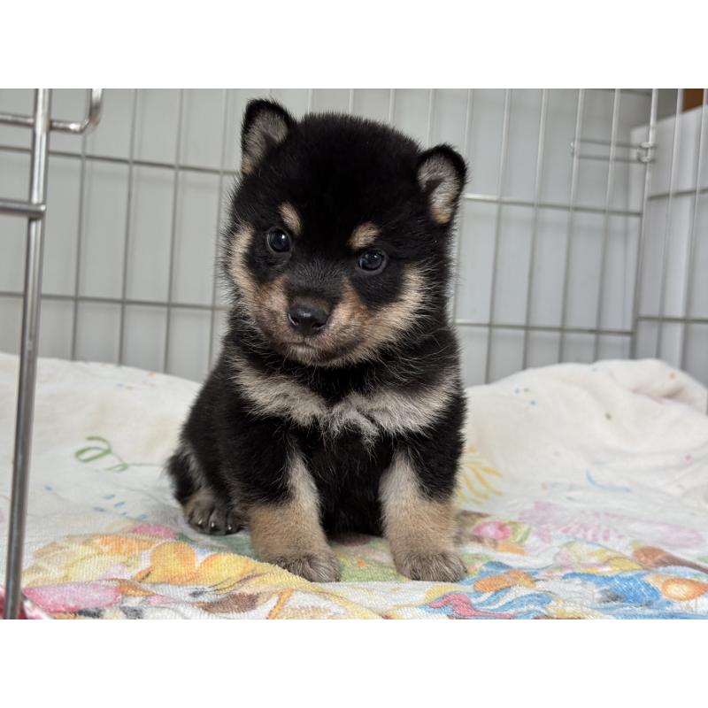 販売中の岡山県の柴犬-429473の4枚目