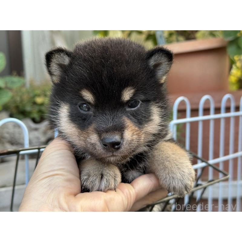 販売中の岡山県の柴犬-429473