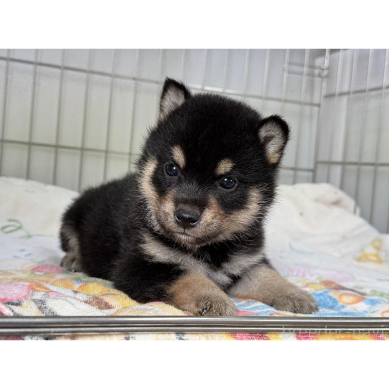 販売中の岡山県の柴犬-429473の3枚目