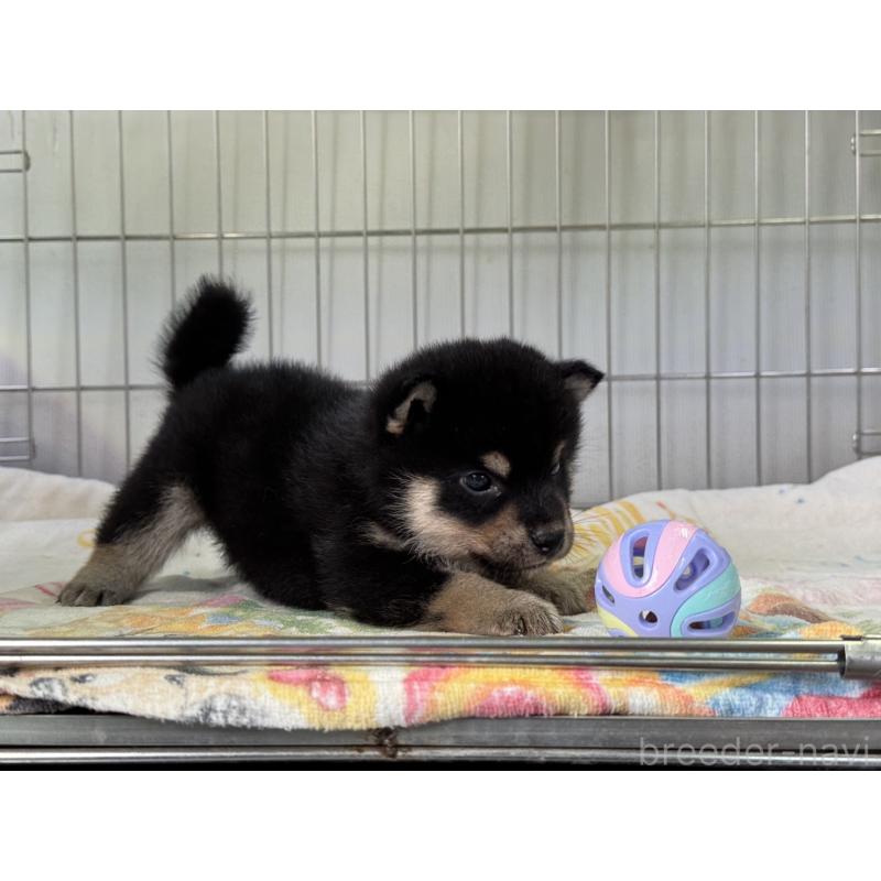 販売中の岡山県の柴犬-429473の2枚目