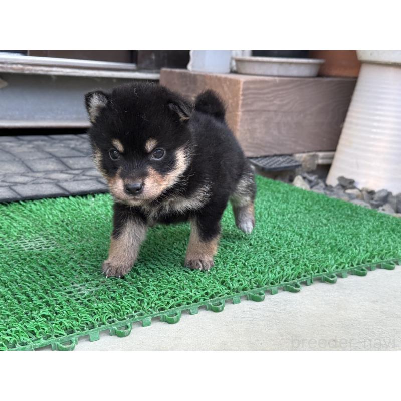 販売中の岡山県の柴犬-429474の5枚目