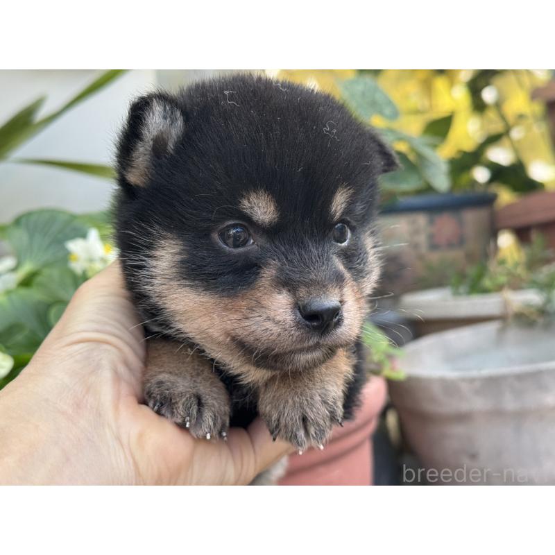 販売中の岡山県の柴犬-429474の4枚目