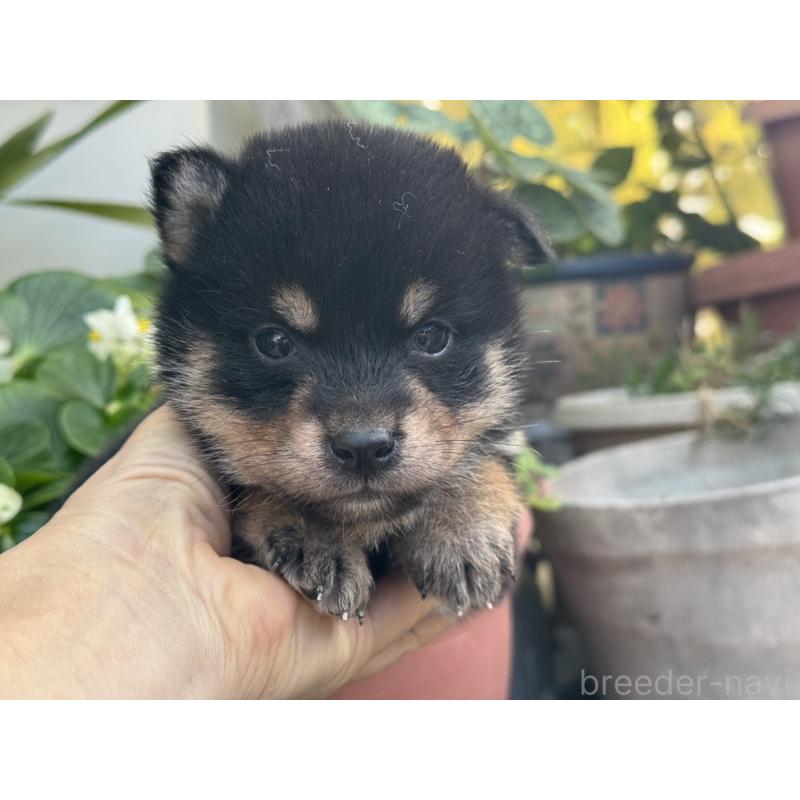 販売中の岡山県の柴犬-429474