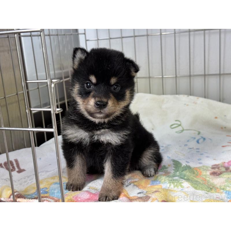 販売中の岡山県の柴犬-429474の3枚目