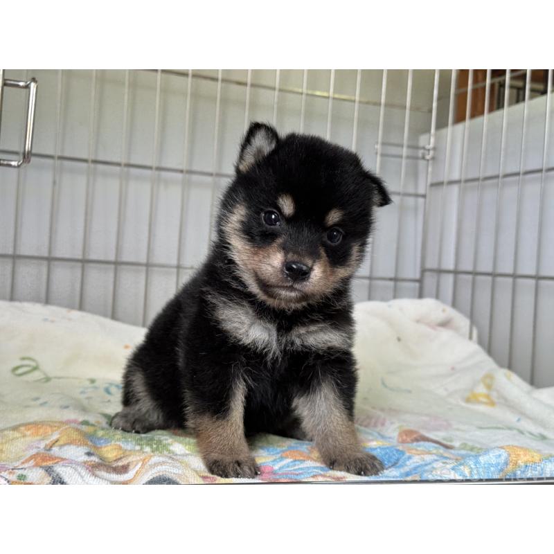 販売中の岡山県の柴犬-429474の2枚目