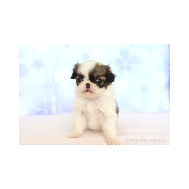 販売中の熊本県の狆 (チン)-429475の5枚目