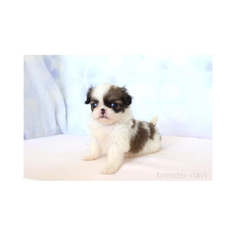 販売中の熊本県の狆 (チン)-429475の4枚目