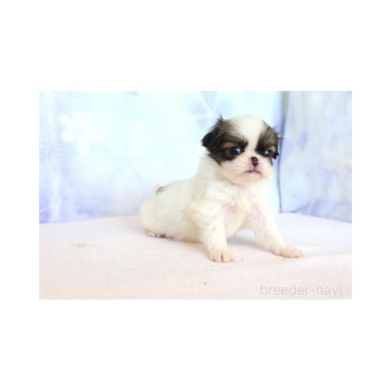 販売中の熊本県の狆 (チン)-429475の2枚目