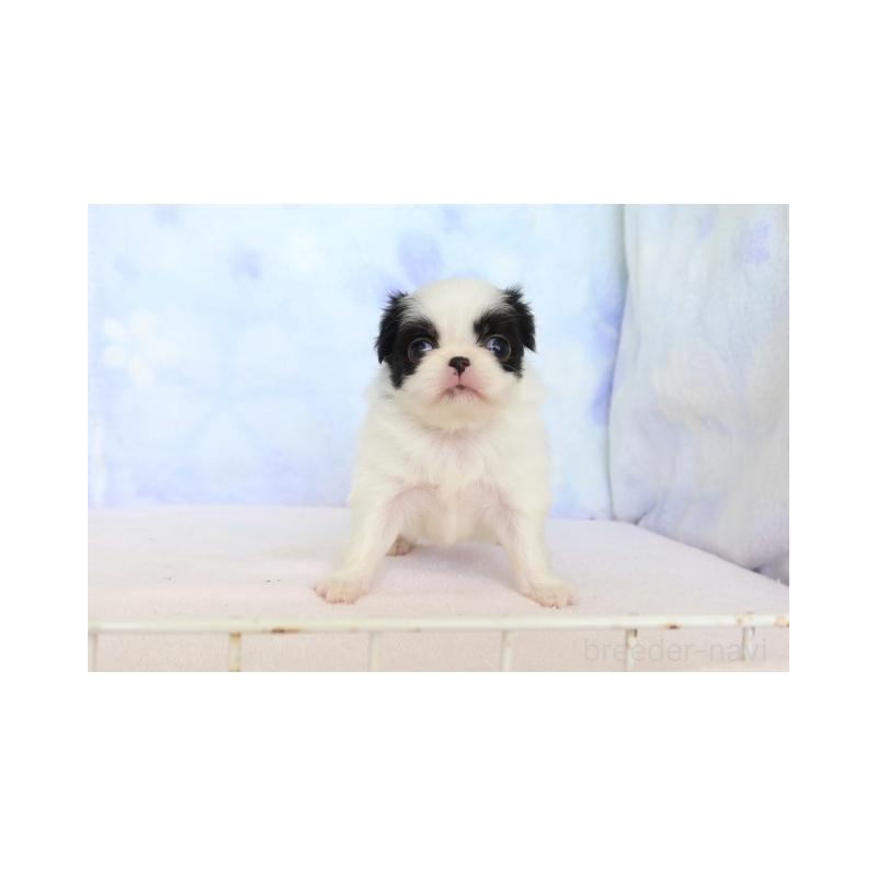 販売中の熊本県の狆 (チン)-429476