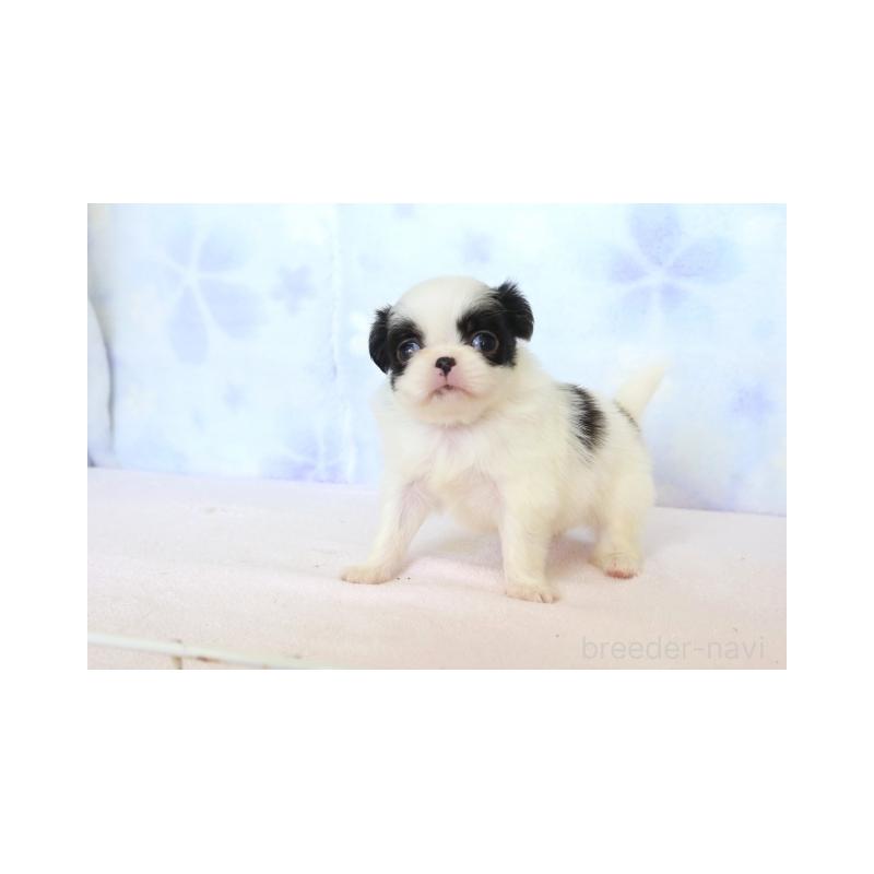 販売中の熊本県の狆 (チン)-429476の4枚目