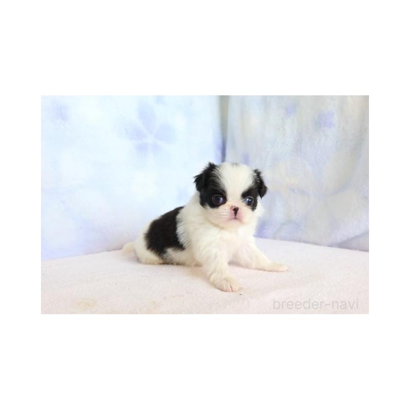 販売中の熊本県の狆 (チン)-429477の5枚目