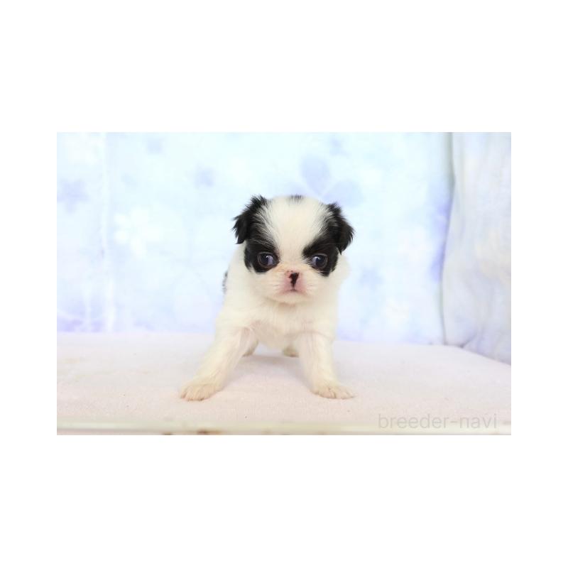 販売中の熊本県の狆 (チン)-429477の1枚目