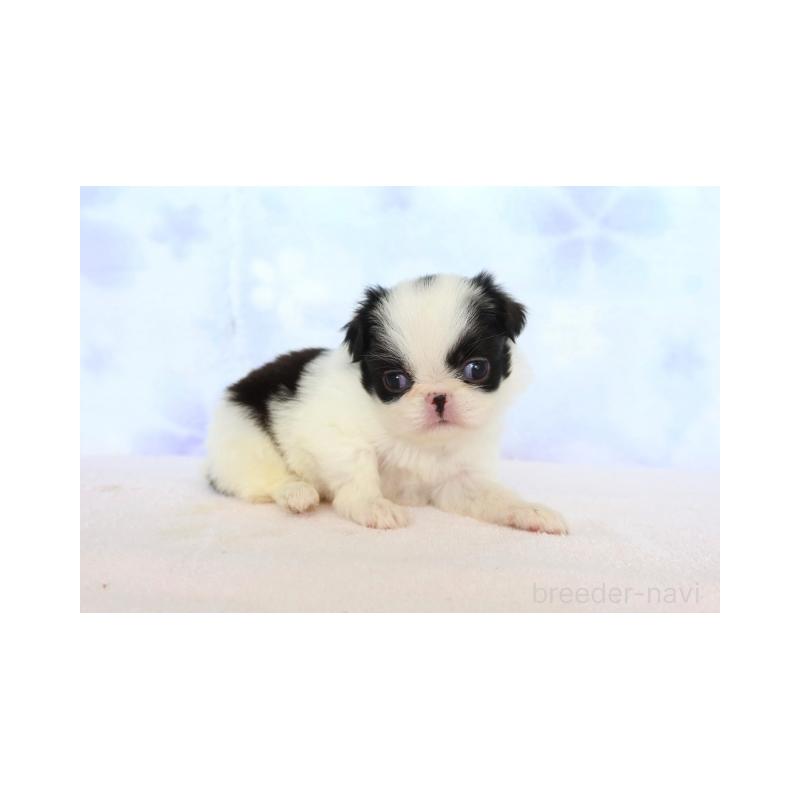 販売中の熊本県の狆 (チン)-429477の4枚目