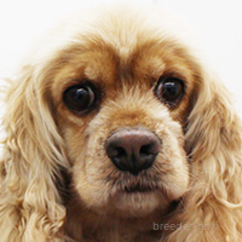 カステラちゃん1枚目