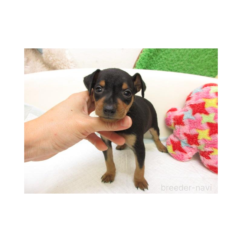 販売中の大阪府のミニチュアピンシャー(ミニピン)-429479