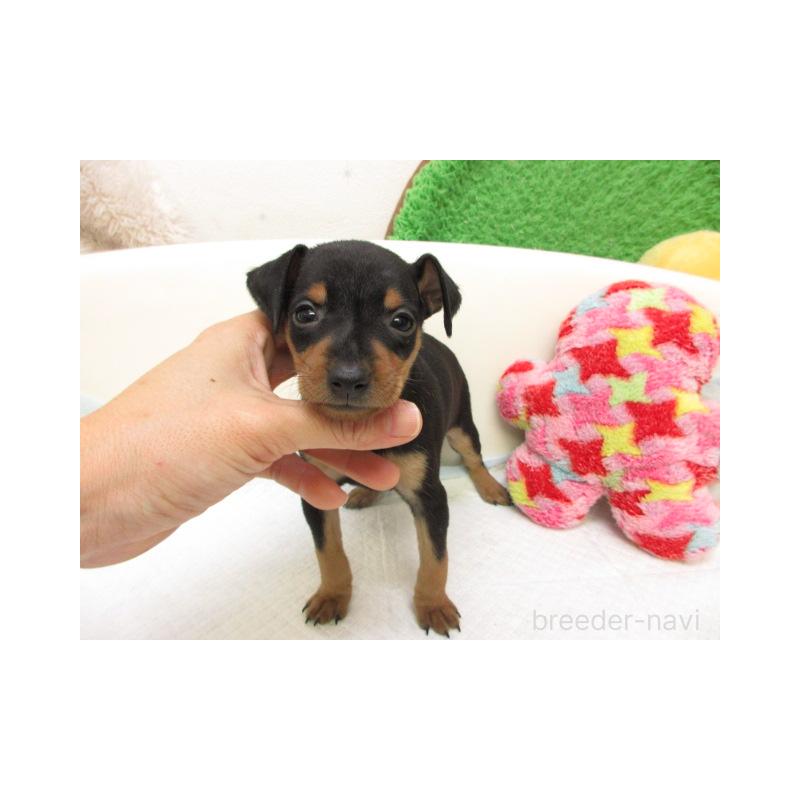 販売中の大阪府のミニチュアピンシャー(ミニピン)-429479の2枚目