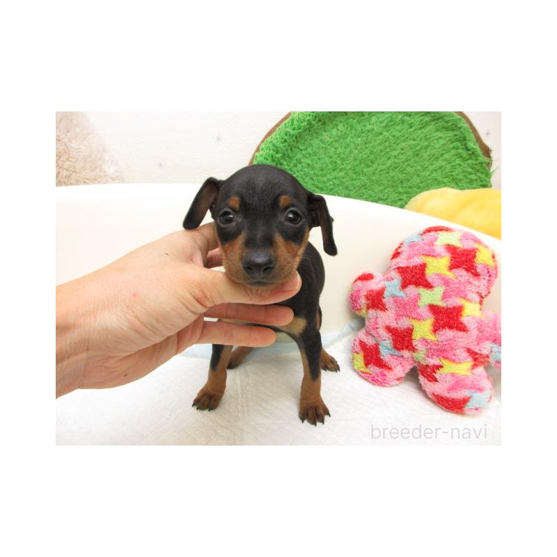 販売中の大阪府のミニチュアピンシャー(ミニピン)-429480