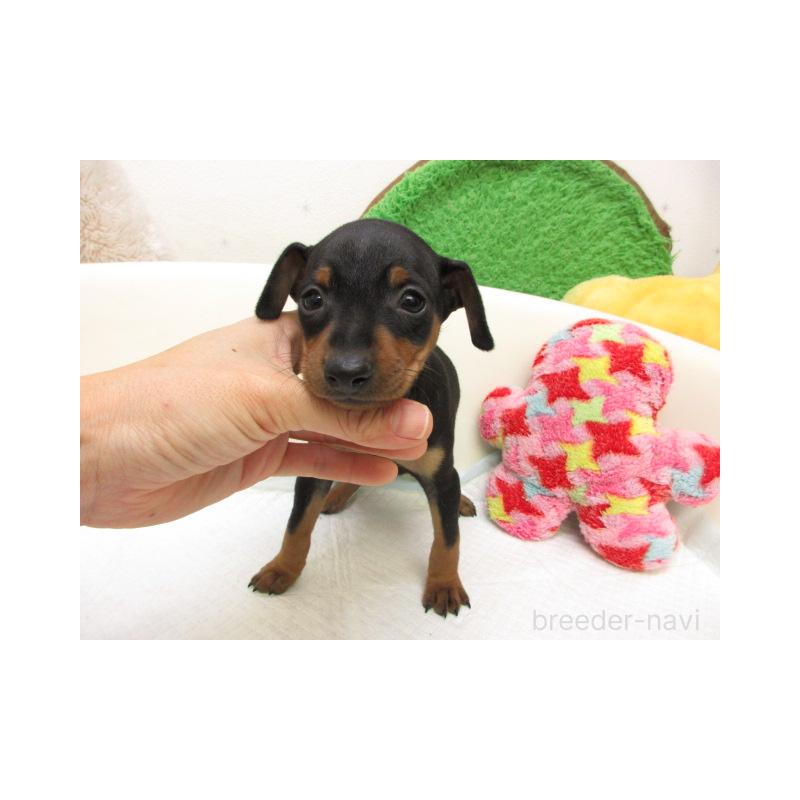 販売中の大阪府のミニチュアピンシャー(ミニピン)-429480の2枚目