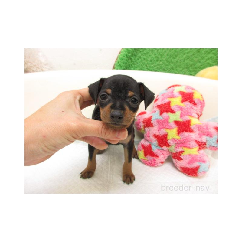 販売中の大阪府のミニチュアピンシャー(ミニピン)-429481